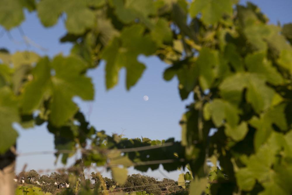A Serenada Enoturismo Grândola Buitenkant foto